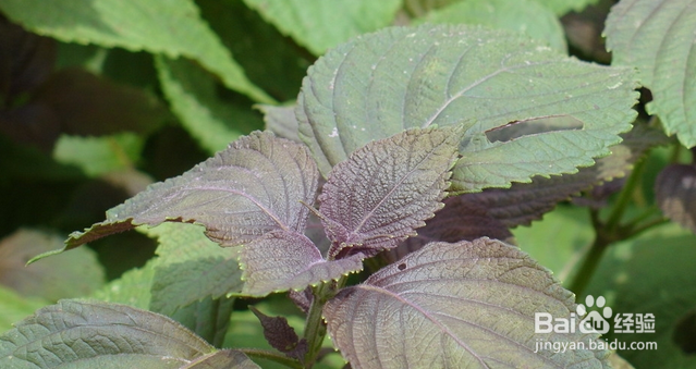 内科疾病的小偏方：[1]感冒的食疗，药疗