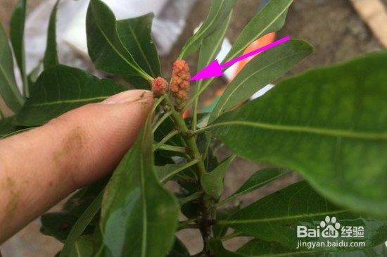 杨梅树嫁接方法