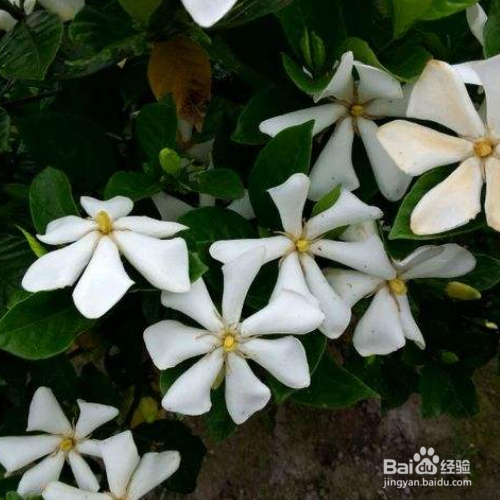 水栀子的培育方法和注意事项