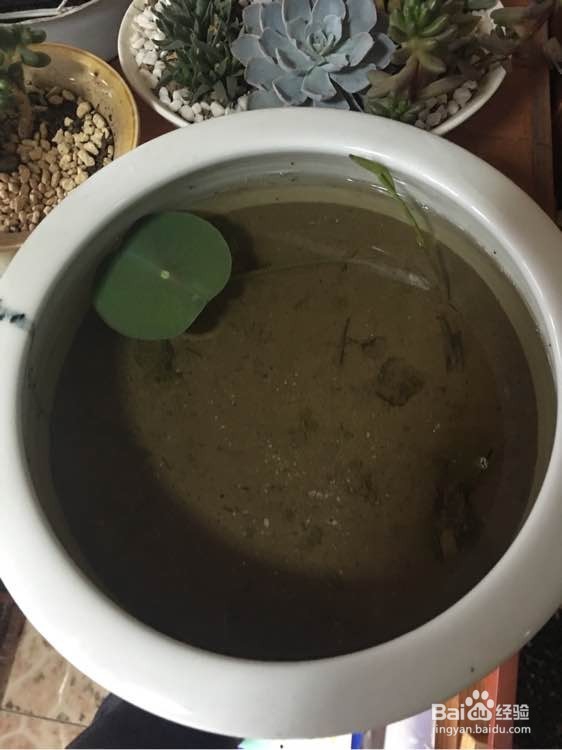 怎么在家里养荷花