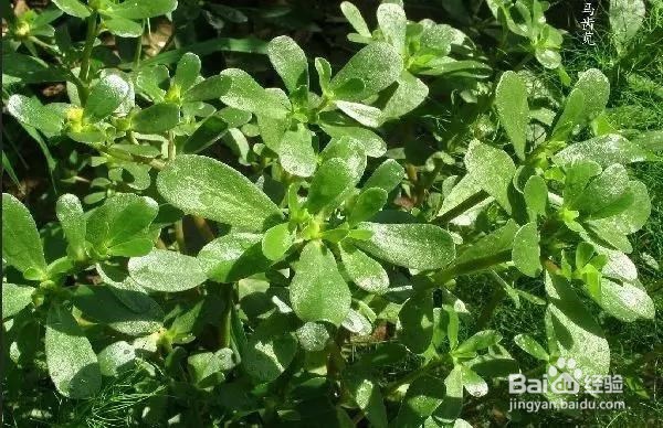春天来了,我们该采哪些野菜(1)