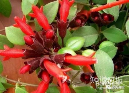 他养的花长到戳屋顶,咋养的