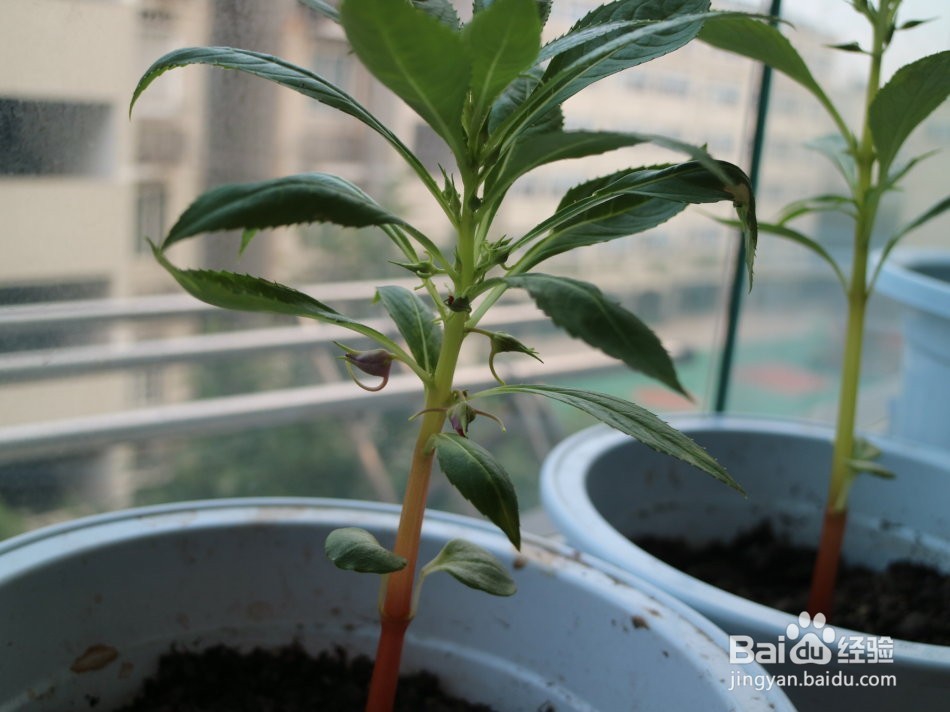 凤仙花蔫了是怎么回事