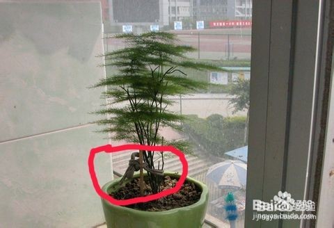 文竹养殖十大注意事项,