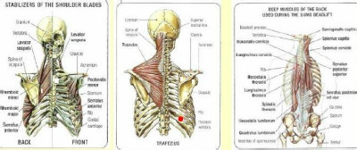 增肌速成：[6]如何锻炼背部肌肉