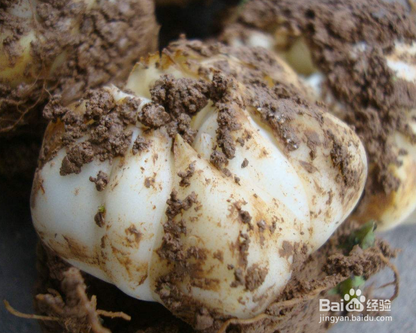 百合种子怎么种植