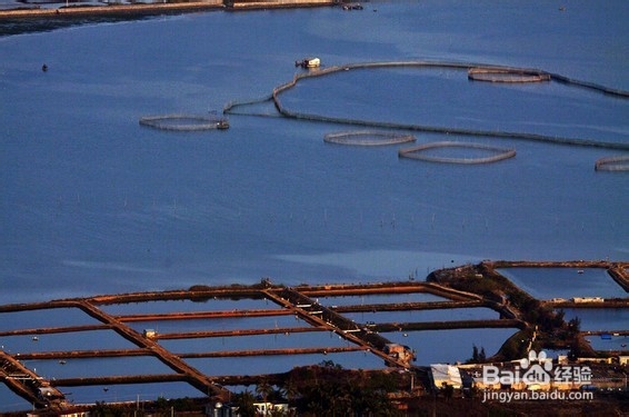 盘点国内市场上假冒深海鱼油的常见原料来源