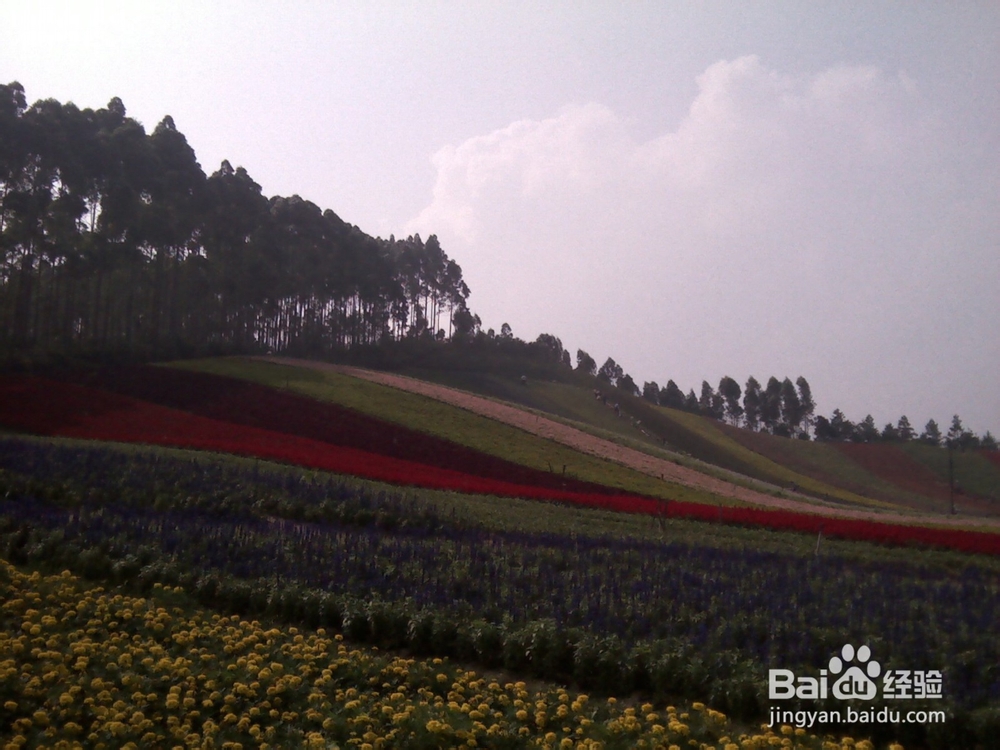 十里蓝山(玛琪雅朵花海)好玩吗