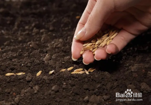 向日葵怎么养在花瓶