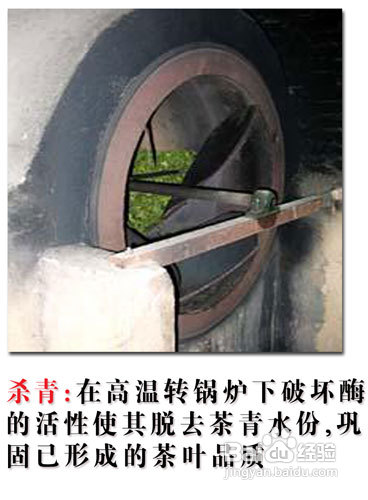 安溪铁观音的制作过程