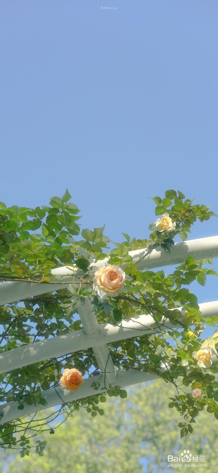 立夏怎么形容