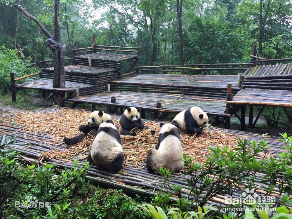 春节四川自驾旅游攻略