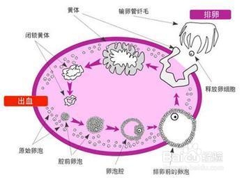 卵泡发育不好能怀孕么
