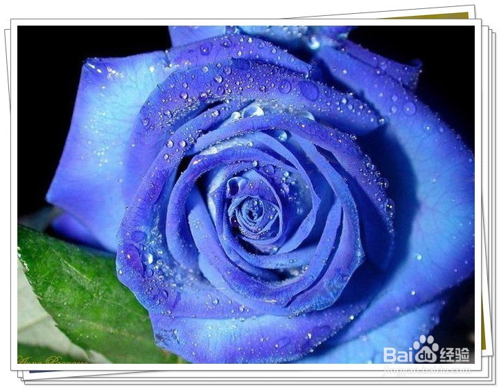 怎么给恋人送花？