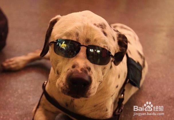 帅呆了！狗狗戴墨镜酷劲十足