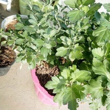 菊花繁殖方法主要有哪些
