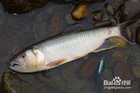 马口鱼公母怎么区分