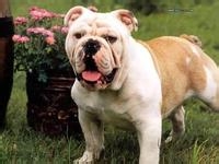 沙皮犬鲜为人知的作用