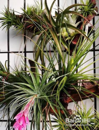 草本植物空气凤梨怎么护理？