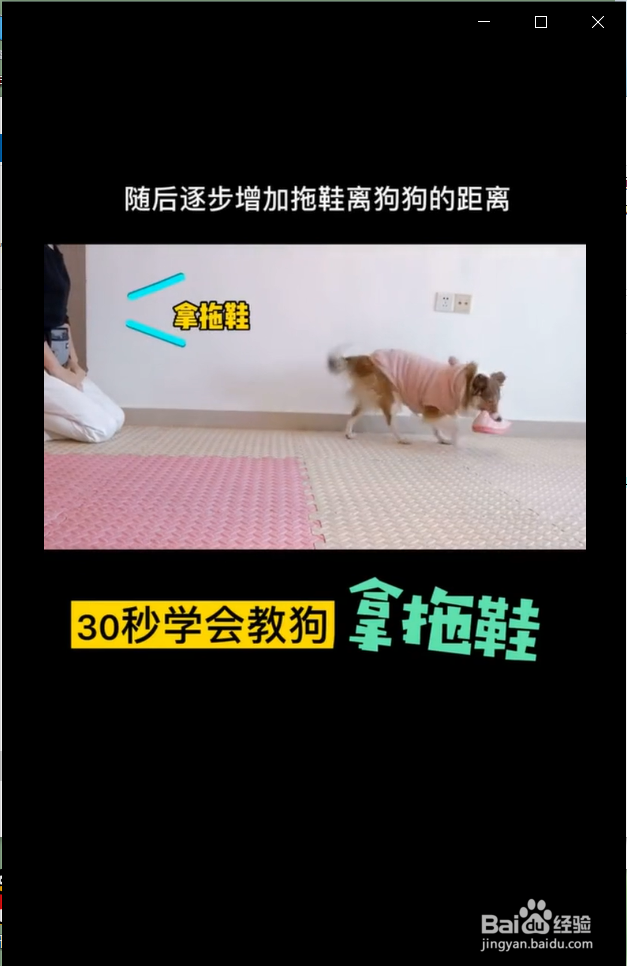 怎么快速教狗狗拿拖鞋