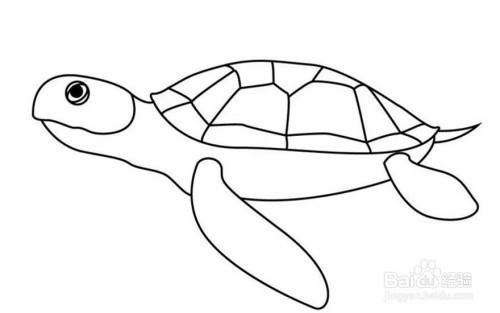 海龟儿童卡通简笔画教程