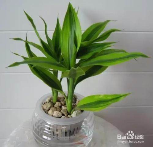 富贵竹杆发黄怎么办