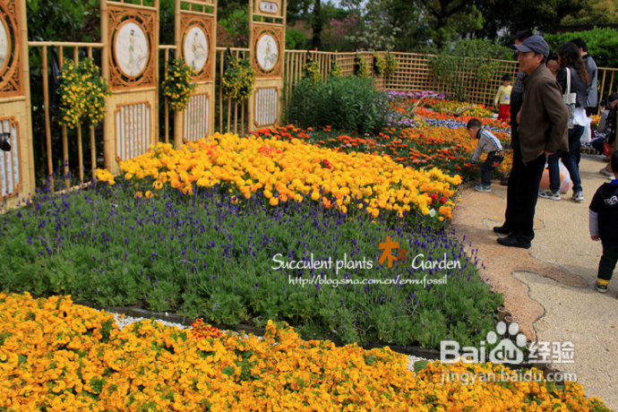 上海植物园（上）