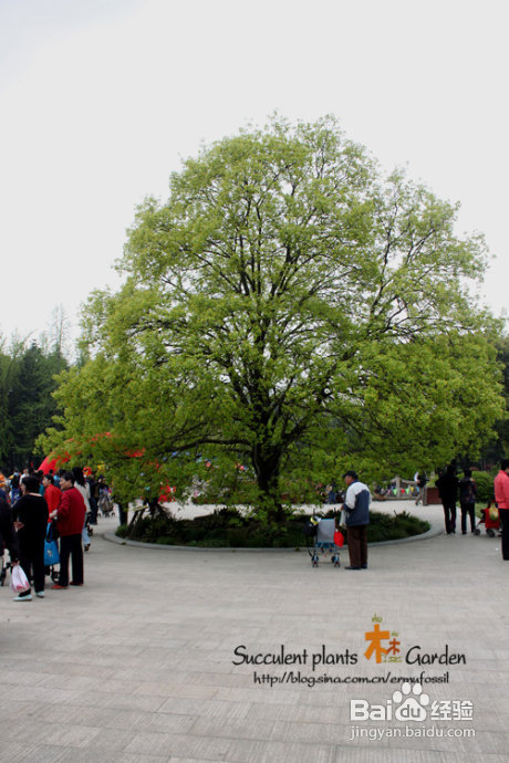 上海植物园（上）