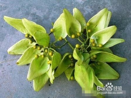 青桐树种子怎么吃 百度经验