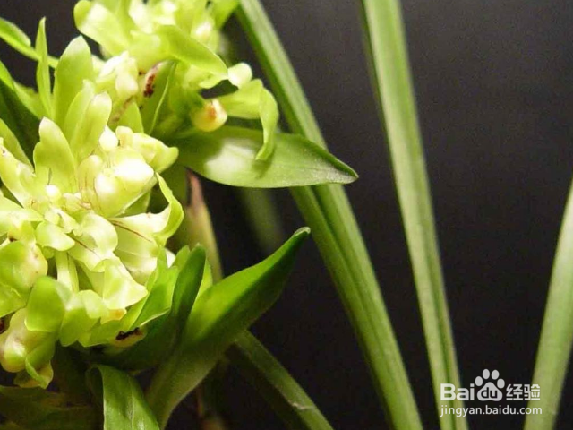 春兰叶子发黄是什么原因？