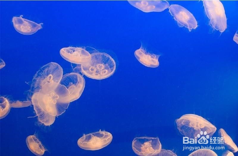 如何采购海蜇？