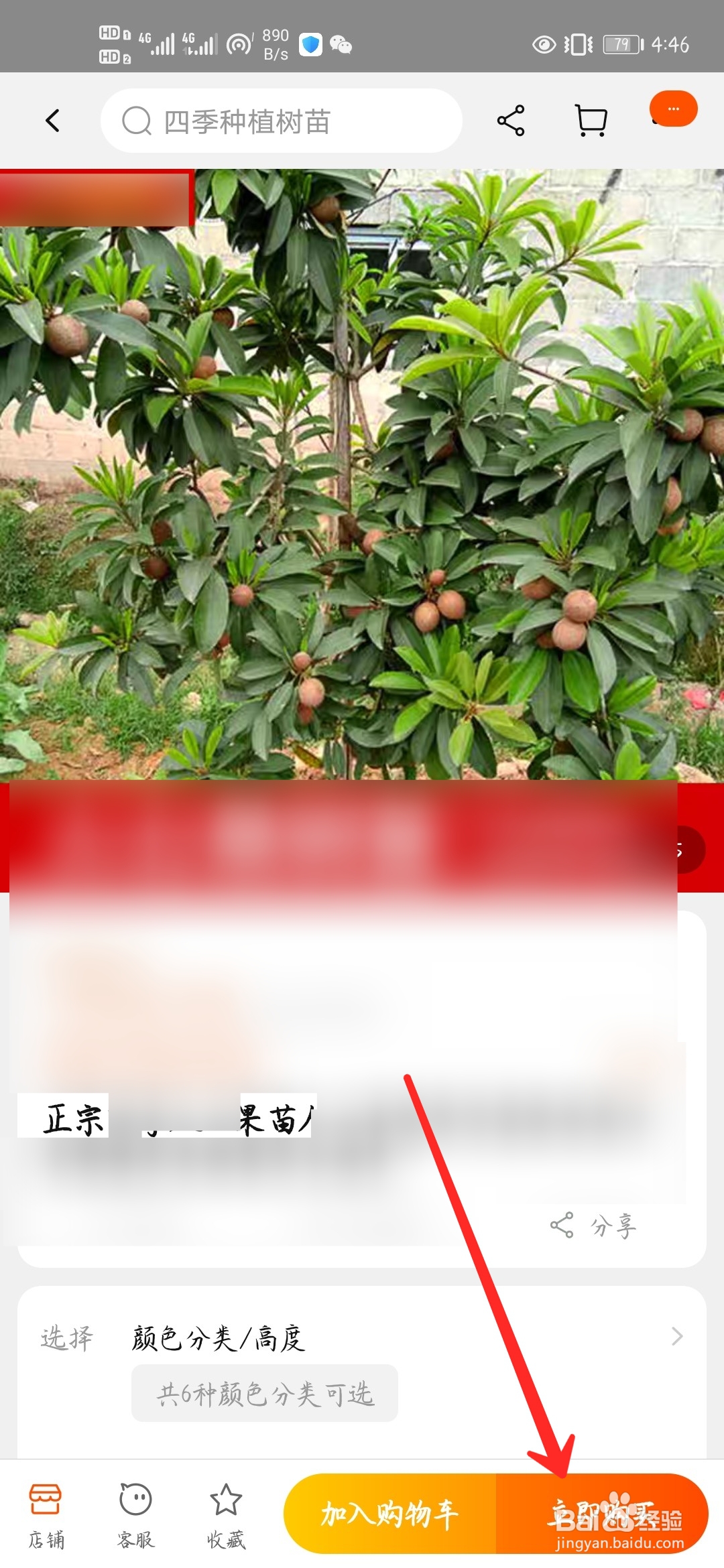 怎样能买到正宗果树苗