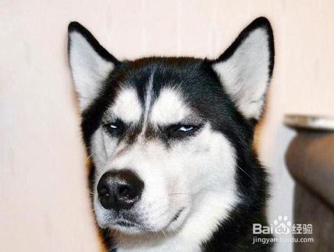 如何恢复已删除好友的微信聊天记录