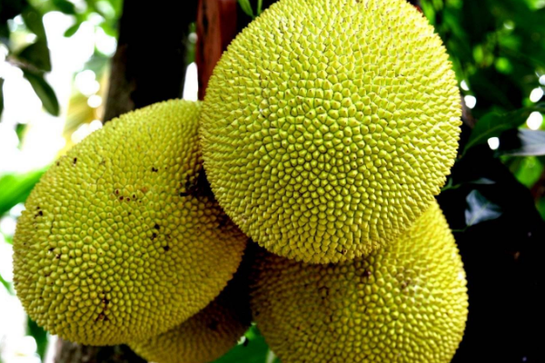 菠萝蜜树苗能在北方生长吗