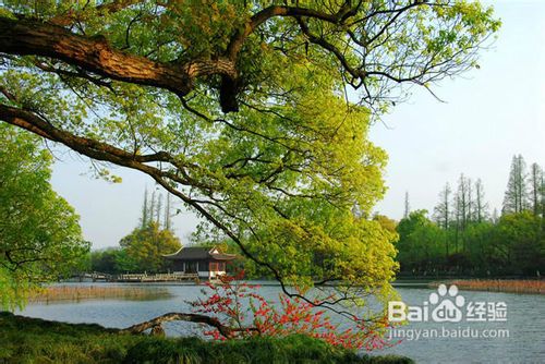 关于血小板减少的病因