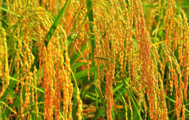 六月六看谷秀运用了什么修辞手法