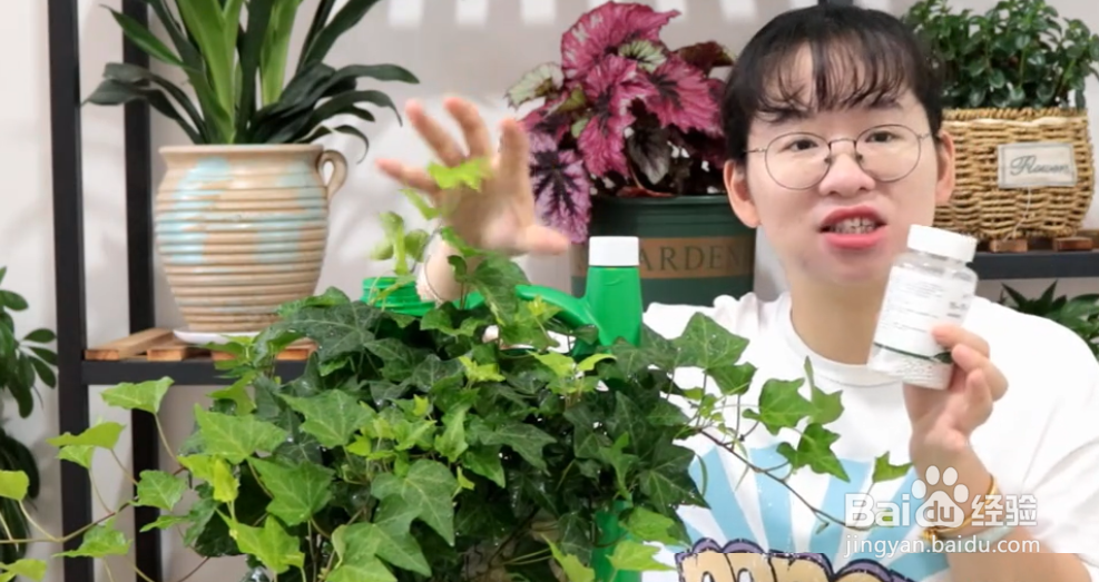常春藤植物怎么养