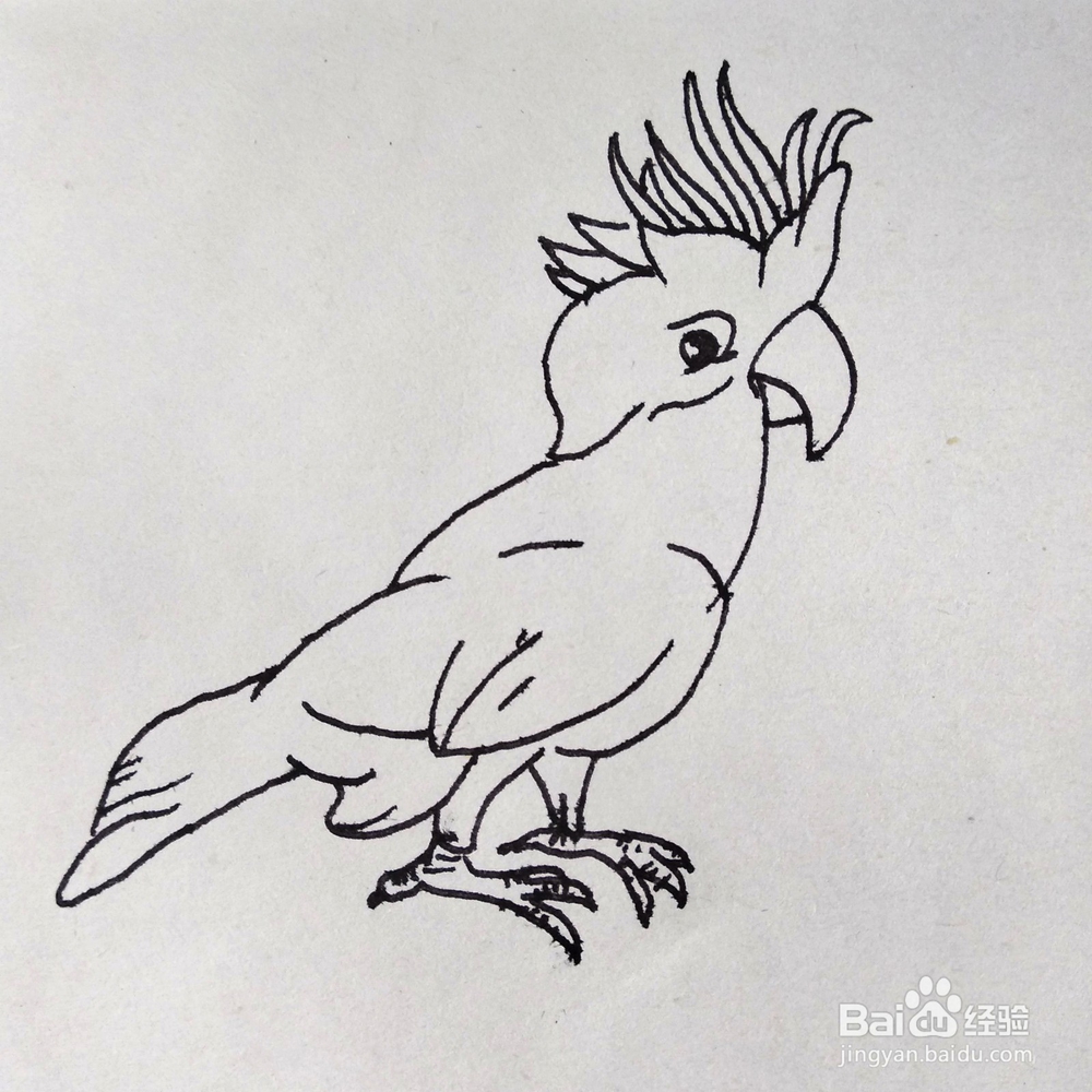 如何画一个好看的鹦鹉巴哥卡通简笔画？