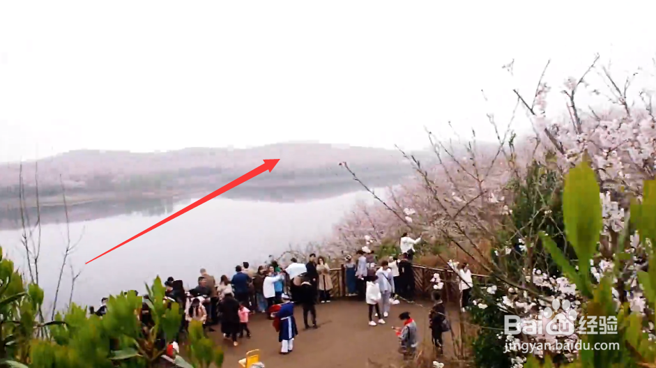 平坝樱花园攻略