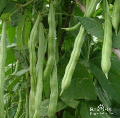 架豆角的种植方法和时间