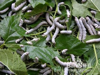 秘验单方 治疗糖尿病