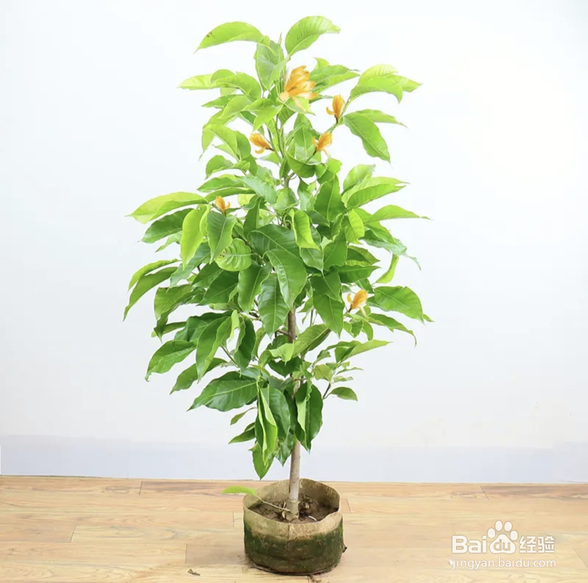 白兰花盆栽注意事项