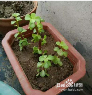 金枝玉叶移盆后叶子掉光了怎么办