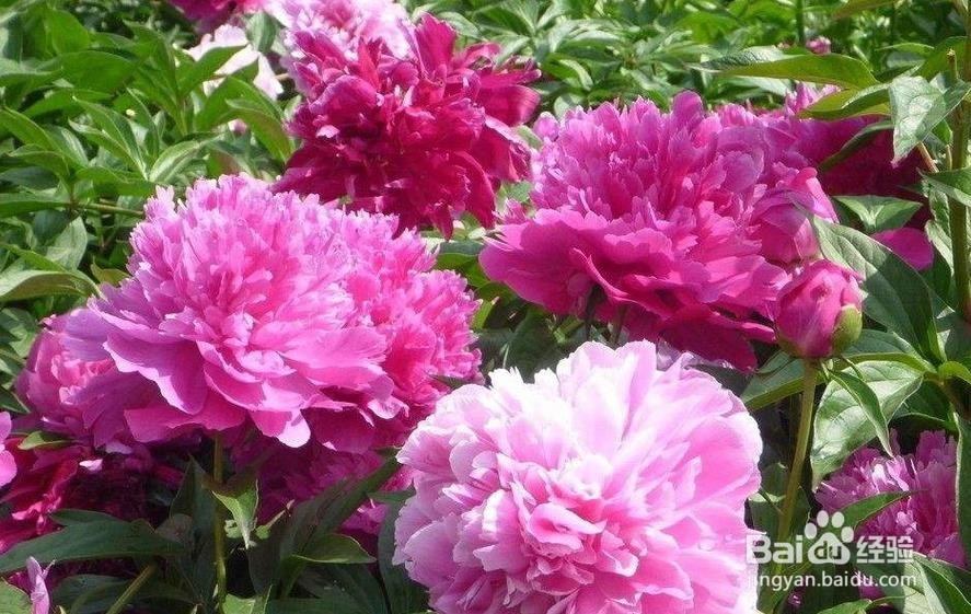 芍药怎么养 芍药怎样养