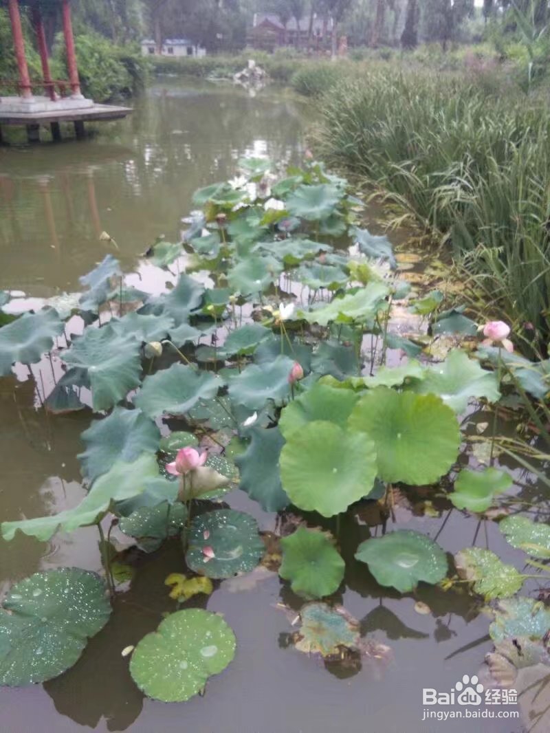 青州市范公亭公园