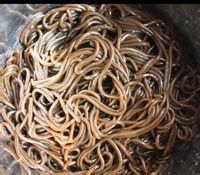 三蔬蕨根粉的做法