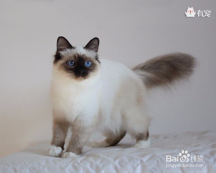 缅甸圣猫——伯曼猫