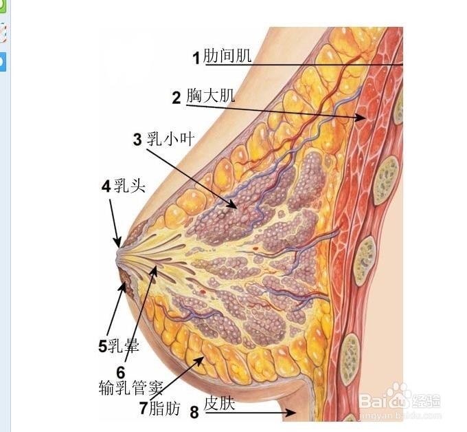乳汁不足吃什么