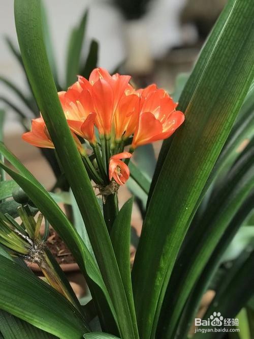 磷酸二氢钾的用量和方法