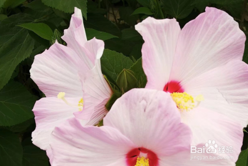 春节被亲戚催婚了怎么应对